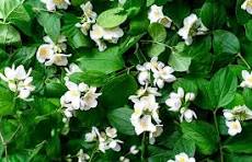 Comece 2025 com plantas perfumadas dentro de casa